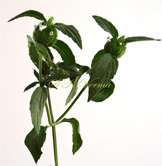  Flowering Shoot